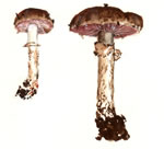 Agaricus fuscofibrillosis