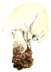 Agaricus arvensis