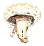 Agaricus californicus