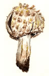 Agaricus crocodilinus