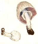 Agaricus hondensis