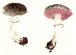 Agaricus praeclaresquamosus