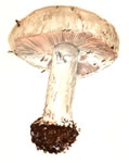 Agaricus silvicola