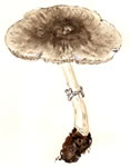 Agaricus subrutilescens