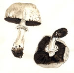 Agaricus xanthodermus