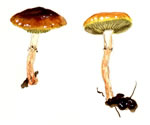 Agrocybe acericola