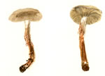 Agrocybe erebis