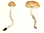 Agrocybe pediades