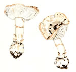 Amanita alba