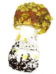 Amanita aspera