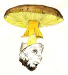 Amanita caesarea