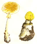 Amanita flavorubescens