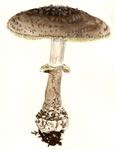 Amanita porphyria