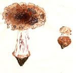 Amanita rubescens