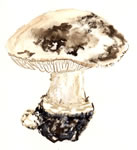 Amanita silvicola