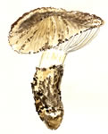 Armillaria caligata