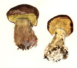 Suillus Granulatus