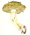 Tricholoma Flavovirens