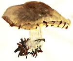 Tricholoma Sejunctum