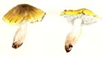 Tricholoma Sp.1