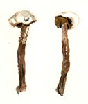 Tulostoma Macrocephalum