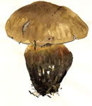 Boletus Calopus1