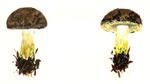 Boletus Pulverulentus