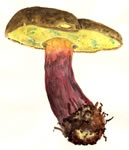 Boletus Rubripes