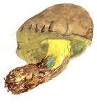 Boletus Sp1