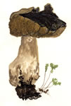 Boletus Sp2