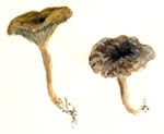 Cantharellus Infundibuliform