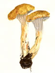 Cantharellus Minor