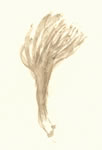 Clavulina Cinerea