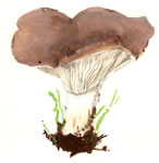 Clitocybe Brunneocephala