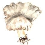 Clitocybe Candida1