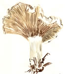 Clitocybe Candida2