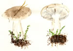 Clitocybe Cerussata