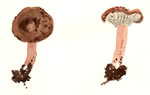 Clitocybe Squamulosa