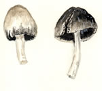 Coprinus Atramentarius