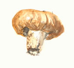 Cortinarius Luteoarmillatus2