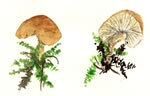 Cystoderma Granulosum