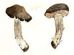 Entoloma Rhodopolium Grp