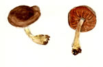 Galerina Autumnalis