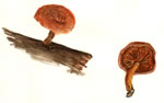 Gymnopilus Sapineus