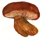 Gymnopilus Spectabilis Gr1