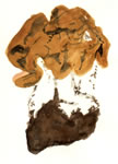 Gyromitra Gigas