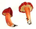 Hygrocybe Punicea