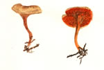 Hygrophoropsis Aurantiaca