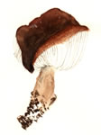 Hygrophorus Brunneus