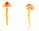 Hygrophorus Whiteii